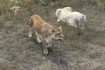 lion at the safari park