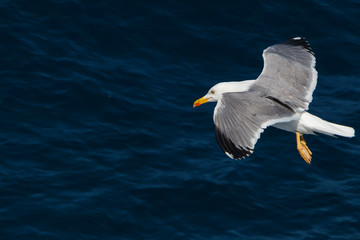 seagull flying above the see