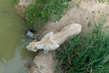 lion at the safari park
