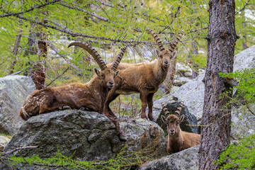 Stambecchi nel parco nazionale del Gran Paradiso