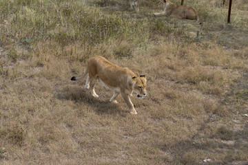Naklejka premium lion at the safari park