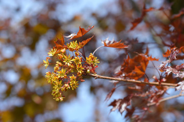 Norway maple Crimson King