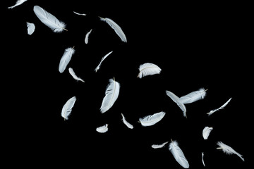 white bird feathers floating in the air, isolated on black background, feather abstract background