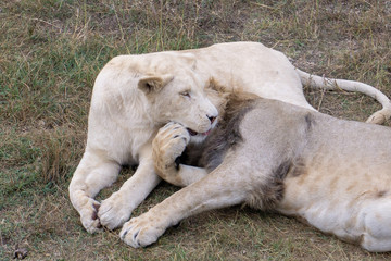 lion at the safari park