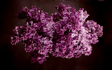 Greeting card with a beautiful purple lilac bouquet in low key. Spring seasonal background.