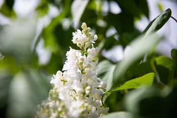 Lilas blanc