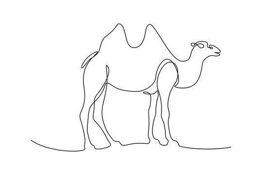 Two-humped Bactrian camel in continuous line art drawing style. Minimalist black linear sketch isolated on white background. Vector illustration