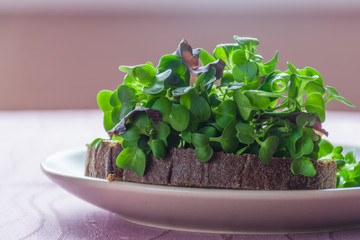 Baby greens on piece of bread. Breakfast of vegan microgreen shoots. Growing healthy eating concept. Sprouted seeds, microgreens. Modern gastronomy