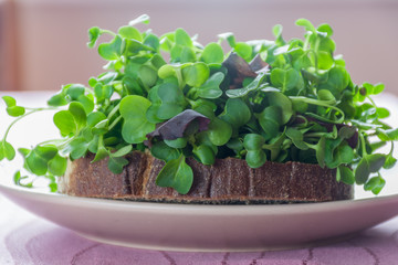 Baby greens on piece of bread. Breakfast of vegan microgreen shoots. Growing healthy eating concept. Sprouted seeds, microgreens. Modern gastronomy