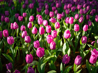 Obraz premium Colorful flowers in the garden, close up