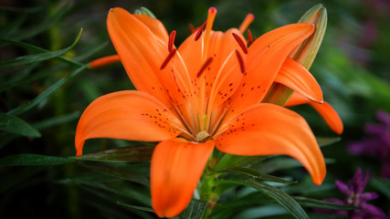 Colorful flowers in the garden, close up