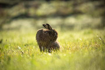 Hare cleans fur2