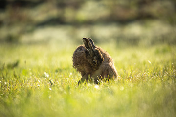 Hare cleans fur