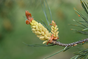 Eastern white pine