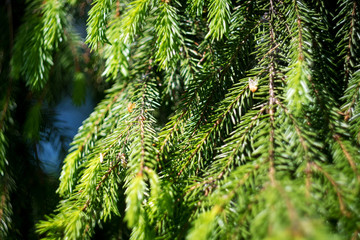 spruce branches on a tree closeup