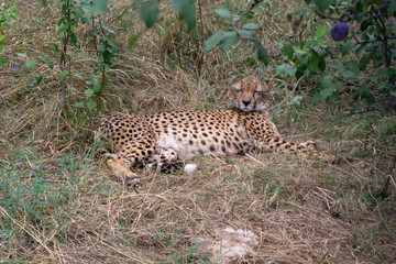 Obraz premium cheetah at the zoo