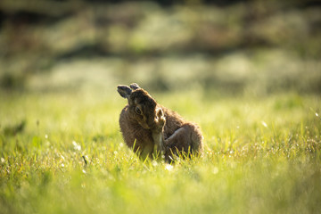 Hare cleans foot