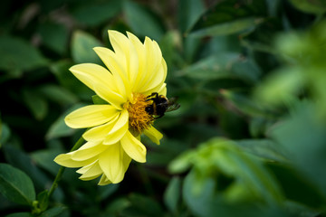 bumblebee on the flower collects pollen in summer