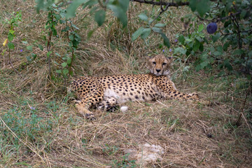 cheetah  at the zoo