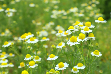 Fototapeta na wymiar Blooming chamomile on a meadow. Pharmacy the common white Daisy