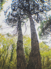 Fototapeta premium trees in the forest