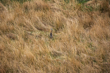 Hare Camo