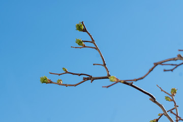 a branch with budding buds against the blue sky in spring