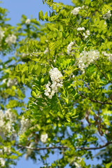 Black locust
