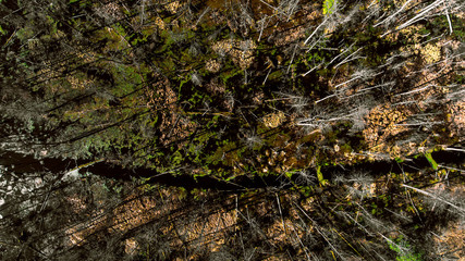 Bialowieza Primeval Forest