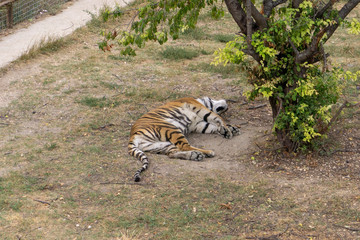 tiger at the zoo