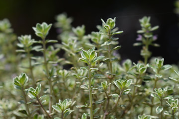 Lemon Thyme Lady D
