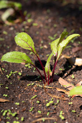 new life in the garden, small beetroot plant