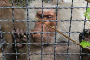 monkey at the zoo