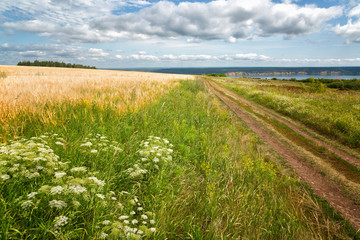 Summer sunny landscape with a field of wheat and wildflowers in the foreground