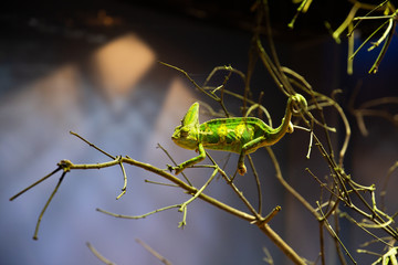 Chameleons seen at the Singapore zoo 