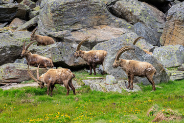 Stambecchi nel parco nazionale del Gran Paradiso