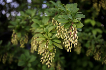 Barberry bush in early summer, when the first unripe berries appeared on young green branches. Ornamental shrub to decorate the garden.