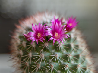 Domowy kaktus, który zakwitł wiosną na różowo. - obrazy, fototapety, plakaty
