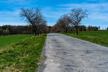flowering trees around the asphalt road in the fields
