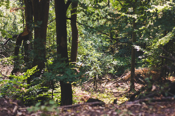 Paseo por el bosque en Reinhardshagen