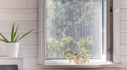 White window with mosquito net in a rustic wooden house overlooking the garden.