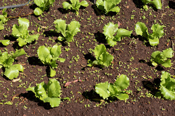 many lettuce plants growing in garden 