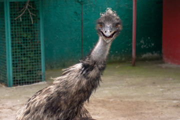 ostrich at the zoo