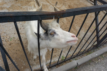 goat at the zoo
