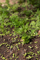 green carrot plant growing in garden 