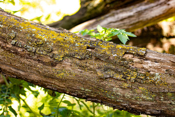 Obraz premium fallen tree in forest with green plants growing out