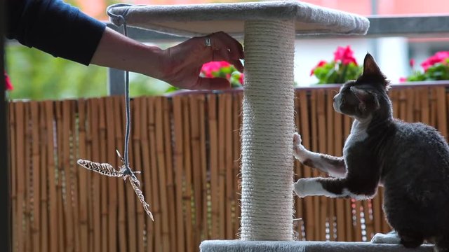 Сat plays with owner hand and feathers toy balcony, home isolation. Animals can reduce loneliness, increase feelings social support and boost mood. Self-isolation during coronavirus infection COVID-19