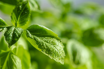 Fresh basil leaves. Healthy Eating.