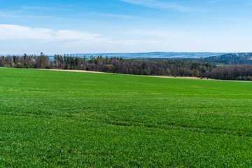 green field of wheat with trees in the background and beautiful sky