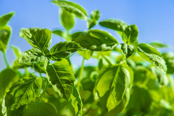 Fresh basil leaves. Healthy Eating.